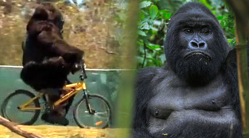See the cute video of Gorilla riding bicycle | Sangbad Pratidin