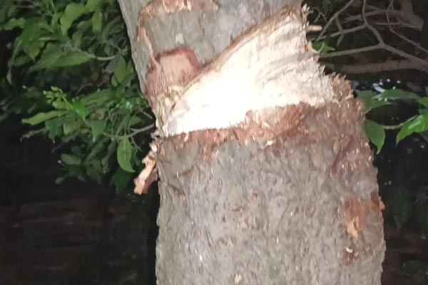 Neem Tree