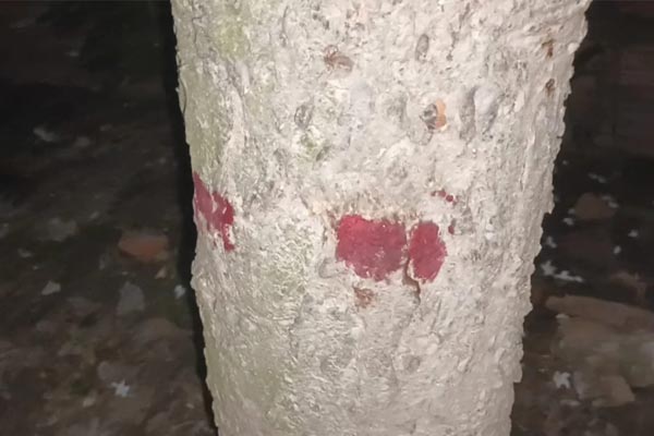 Katwa Neem Tree