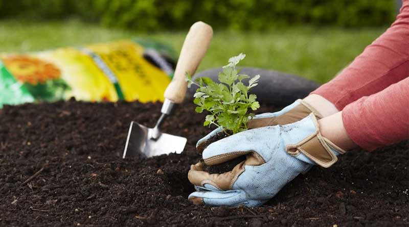 Kitchen leftovers can be used as fertilizers instead of chemical products । Sangbad Pratidin