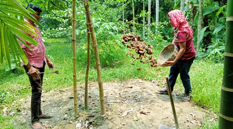 Kolkata initiative of planting trees from rejected fruit seed at Ramadan, inspires Bangladesh to follow | Sangbad Pratidin