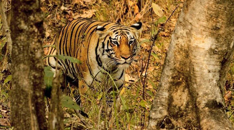 Maharashtra woman slept in open to beat heat, dragged to death by tiger | Sangbad Pratidin