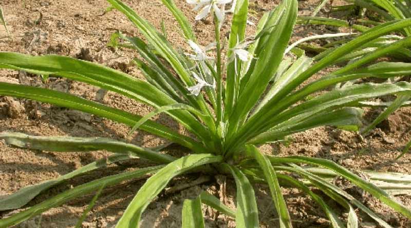Chlorophytum borivilianum