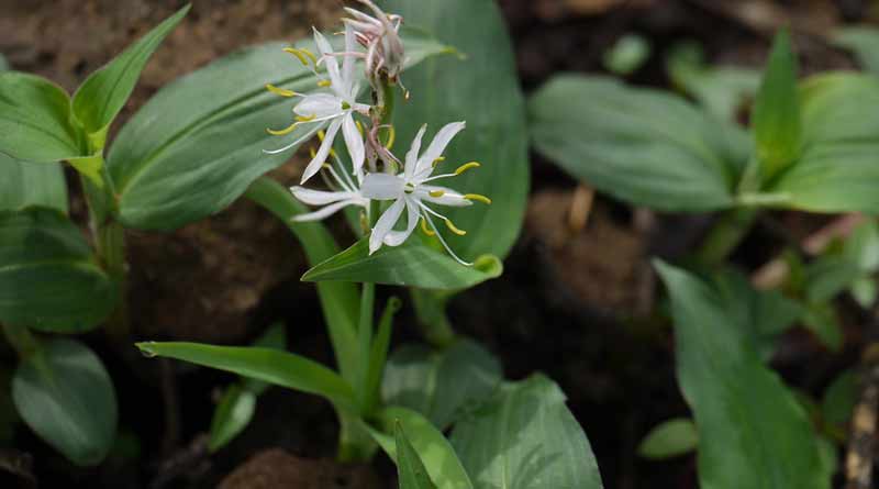 Chlorophytum-borivilianum