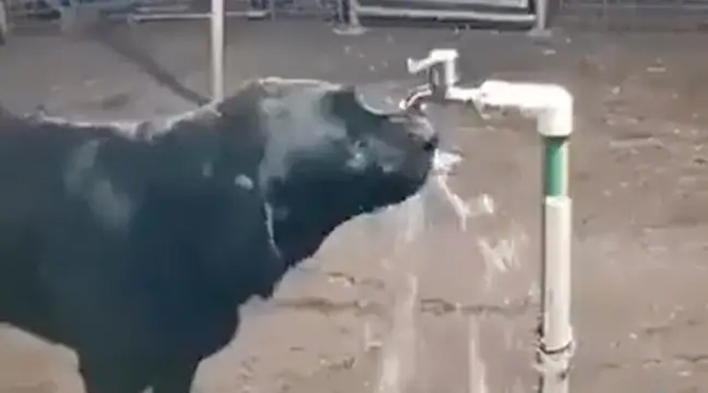 A Viral Video of a Dog Turns Off Tap After Drinking Water | Sangbad Pratidin