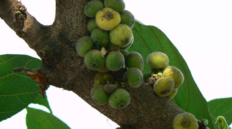 Farmers earn massive money by cultivates Fig । Sangbad Pratidin
