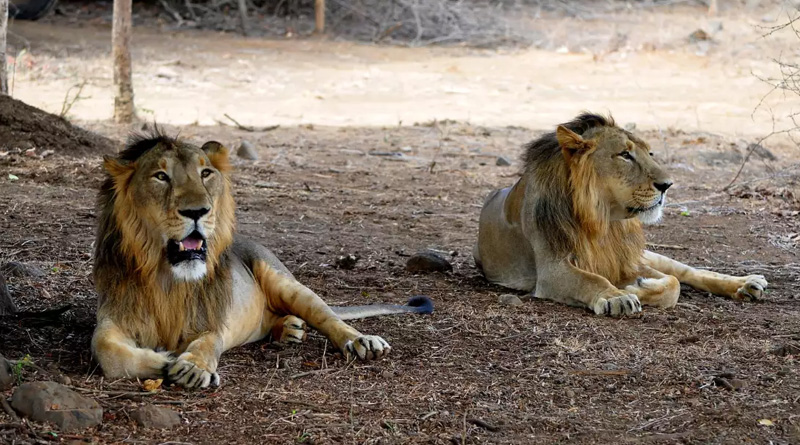 Now In Pakistan lions at cheaper rates than buffaloes | Sangbad Pratidin