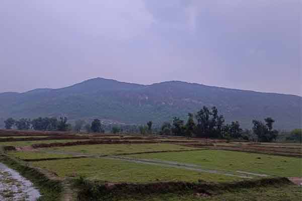 Simni Forest