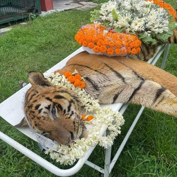 Tiger