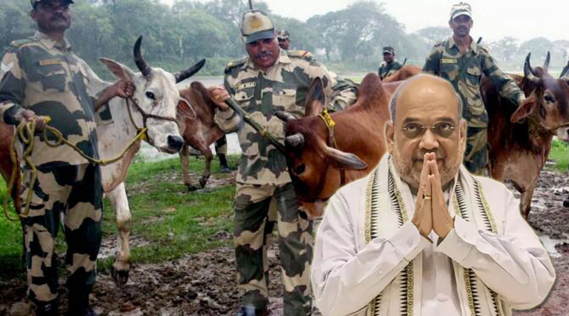 Calcutta High Court ordered to drop Amit Shah's name from cow smuggling case | Sangbad Pratidin