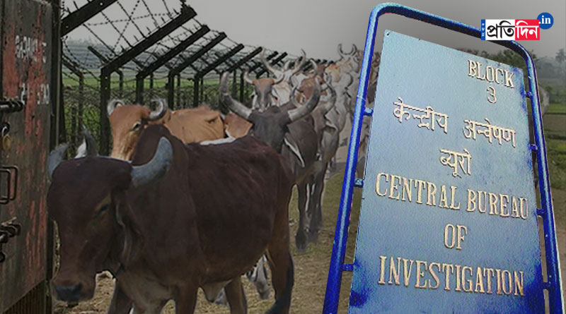CBI to investigate further about cattle smuggling after finding Bangladesh link | Sangbad Pratidin
