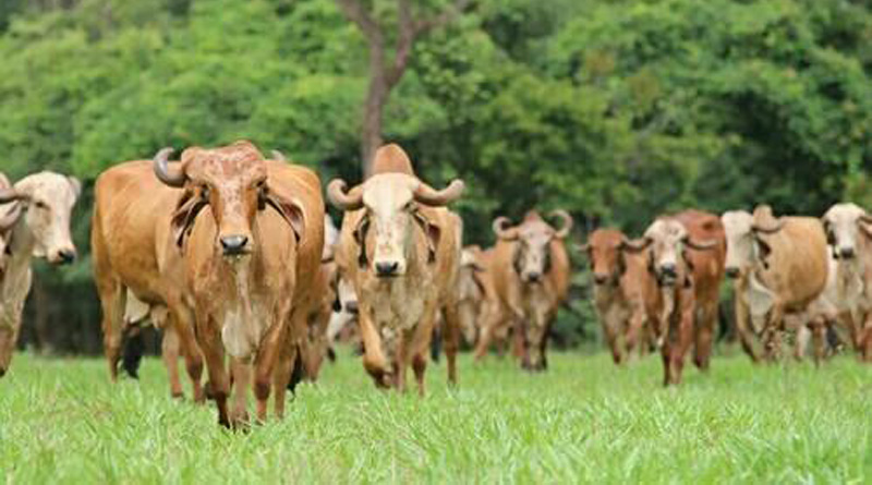 Around 1,400 cows die of Lumpy Skin Disease in state of Gujarat | Sangbad Prtidin