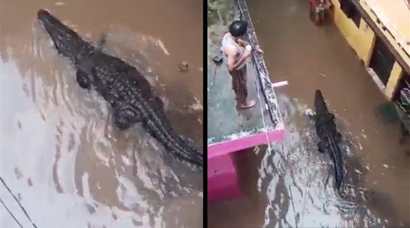 Crocodile Enters in Colony of Madhya Pradesh Amid Heavy Rain | Sangbad Pratidin