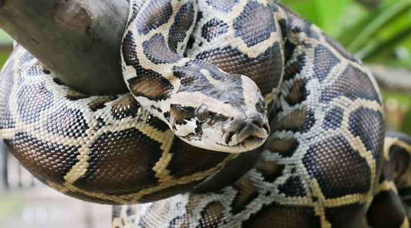 Three young boys fighting off a giant python to save their pet dog has gone viral । Sangbad Pratidin