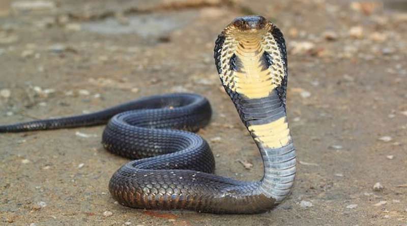 Housewife died after snake bites while cooking at Gangarampur, South Dinajpur | Sangbad Pratidin