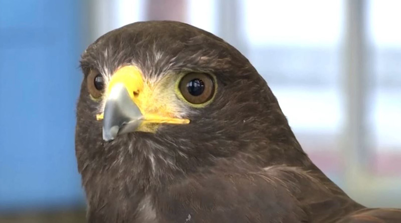 San Francisco metro system hires hawk to keep pigeons away। Sangbad Pratidin