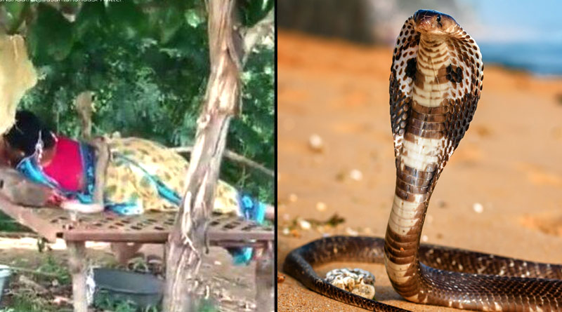 Snake Climbs On Top Of Woman Resting In Field, Video Will Give You Goosebumps | Sangbad Pratidin