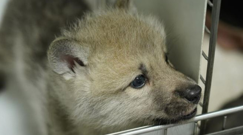World's first cloned wild arctic wolf। Sangbad Pratidin
