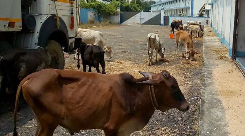 ED faces heat at CBI Court in Cow Smuggling Case | Sangbad Pratidin