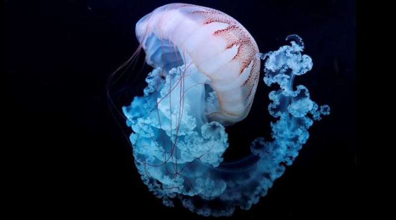 Jellyfish