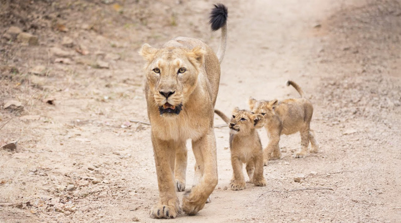 A 25-yr-old Arrested for 'Harassing' Asiatic Lions at Gir by 'Chasing Them on Bike | Sangbad Pratidin