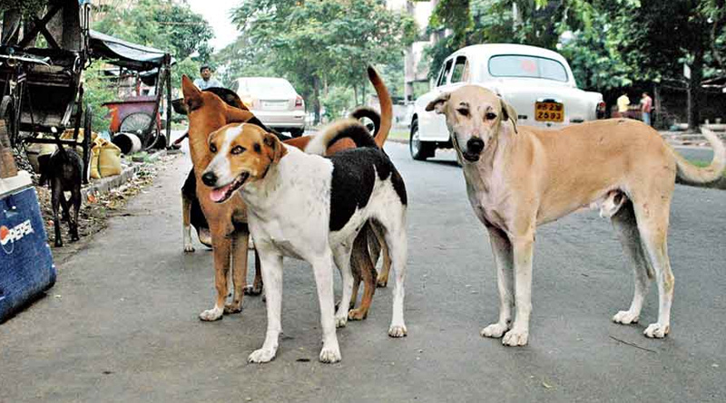 Kerala man carries gun to protect students from stray dog attack | Sangbad Pratidin