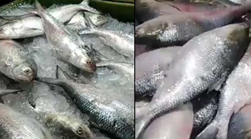 Hilsa fishing season starts in Bangladesh sparks new hope to get the delicious fishes in West Bengal | Sangbad Pratidin