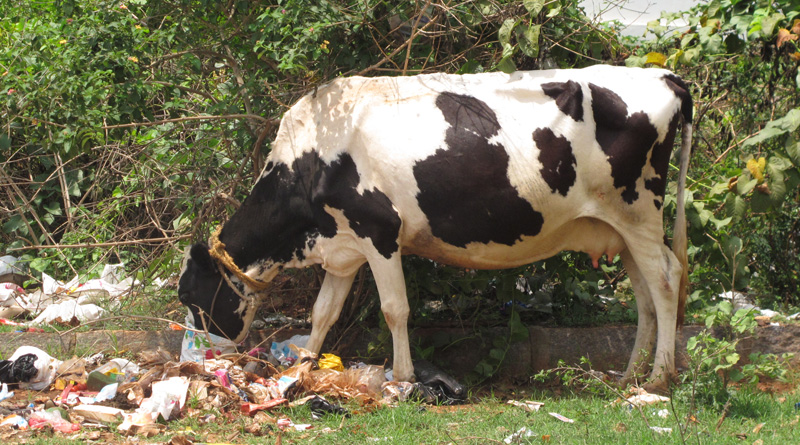 Cow's Lower Jaw Blows Up into Pieces After Accidently Chewing Fire Cracker in UP | Sangbad Pratidin