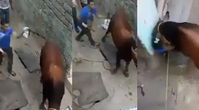 Man kicked cow swirling its tail but the cow took revenge | Sangbad Pratidin