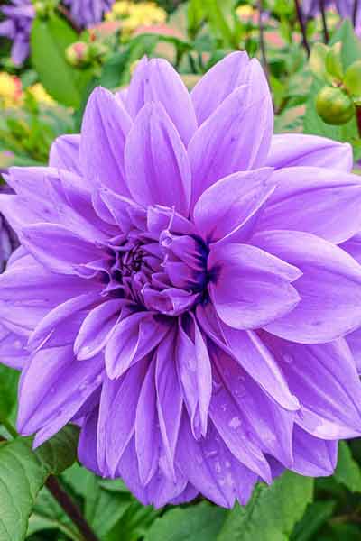 Dahlia
