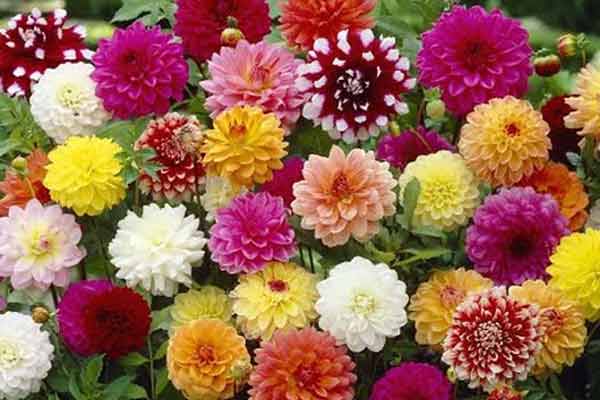 Dahlia