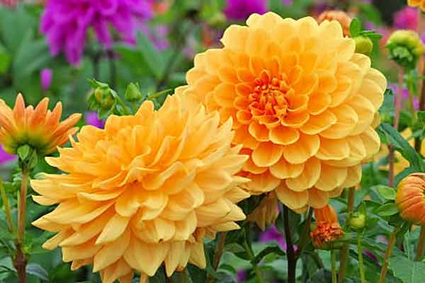 Dahlia