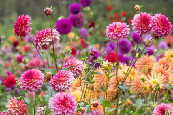 Dahlia