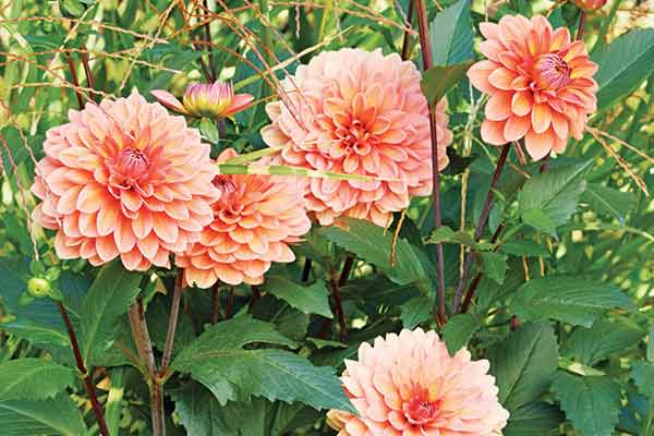 Dahlia