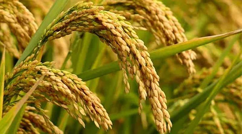 Insurance timing increased as paddy farming hampered due lack of rain | Sangbad Pratidin