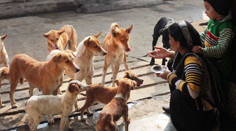 Dogs are millionaires in a Gujarat village | Sangbad Pratidin
