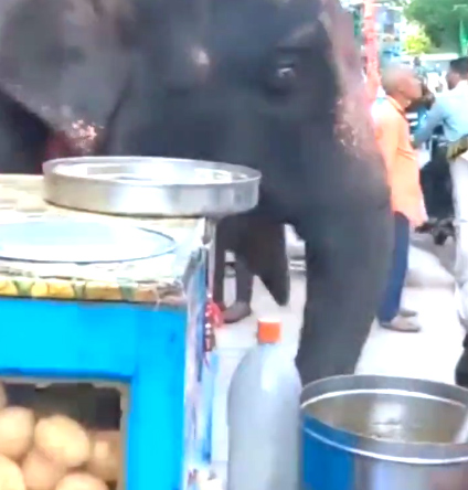 Elephant-enjoying-Phuchka-1