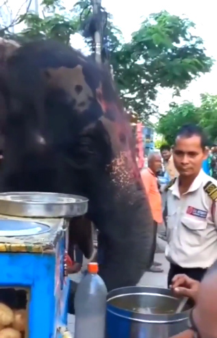 Elephant-enjoying-Phuchka-2