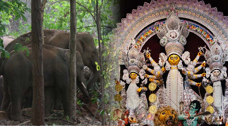 Forest Guard rapid response team working overnight to resist elephant attack in puja pandals | Sangbad Pratidin