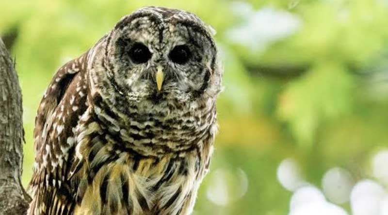 Laxmi pechas are getting extincted due to excessive usage of fertilisers | Sangbad Pratidin