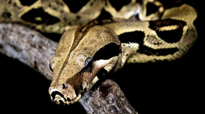 Python crawling around in a graveyard Quadri Chaman graveyard of Hyderabad | Sangbad Pratidin