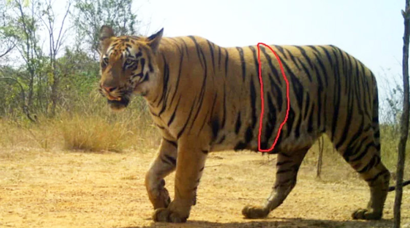 Maharashtra Tiger That Killed 13 Captured today | Sangbad Pratidin