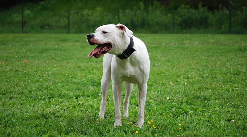 Now Gurugram bans 11 dog breeds