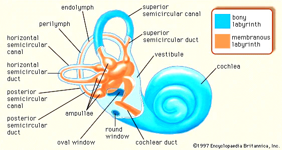 Ear Parts