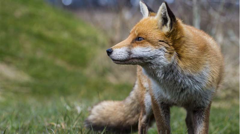 5 People of Malda attacked by fox on monday | Sangbad Pratidin
