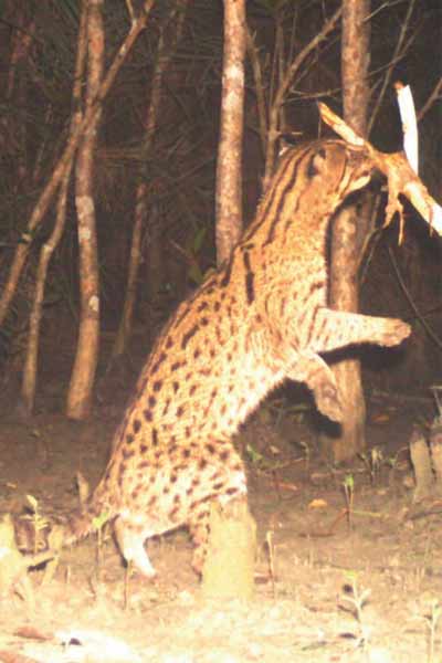 Fishing-Cat