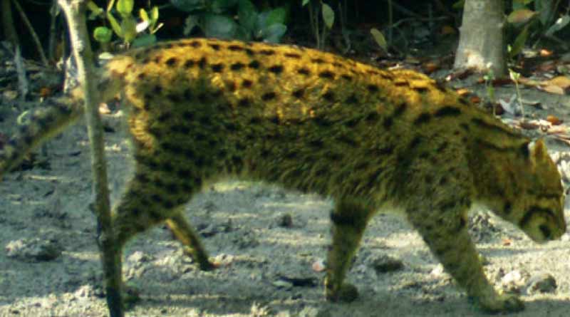 Fishing Cat 