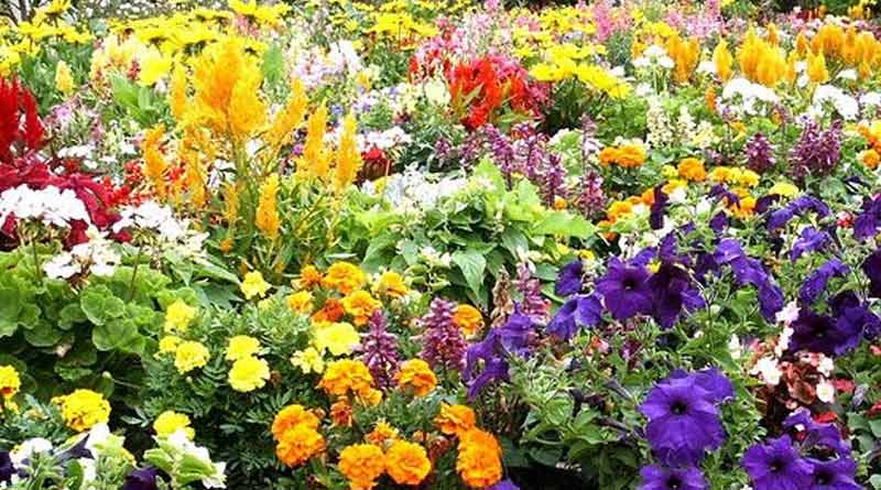 Plant these flower plants to live a prosperous life । Sangbad Pratidin