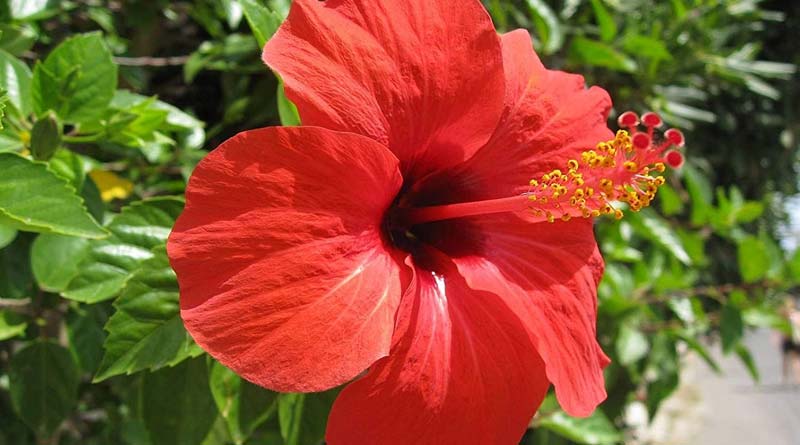 Hibiscus Flower