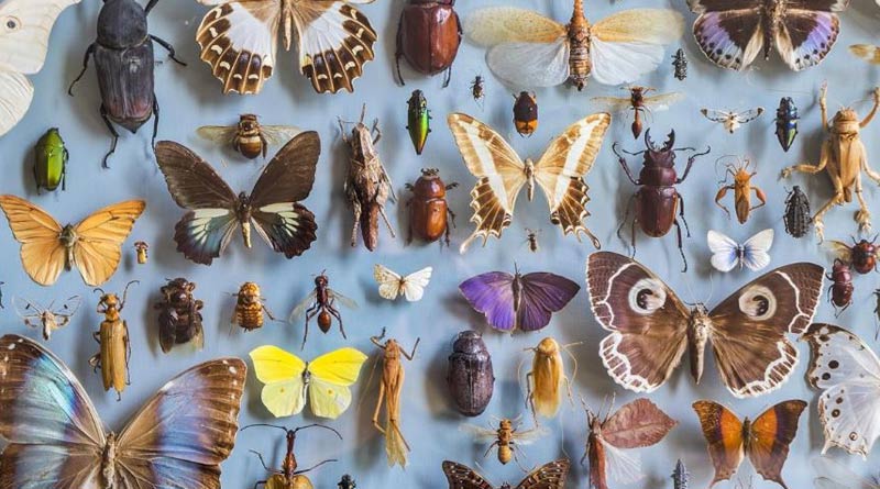 New study indicates 65% of insects on Earth to go extinct। Sangbad Pratidin